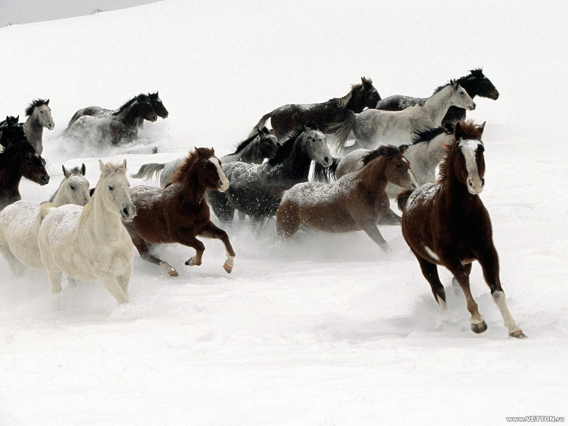 caballos
