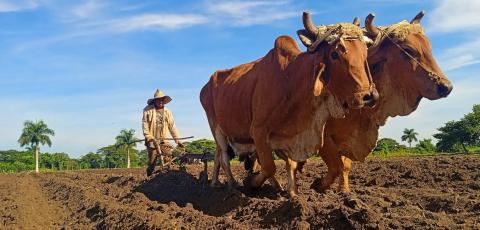 Los resultados en los sectores productivos fueron decisivos para que Sancti Spíritus mereciera ser la sede central por el aniversario 71 de los asaltos a los cuarteles de Santiago de Cuba y Bayamo.